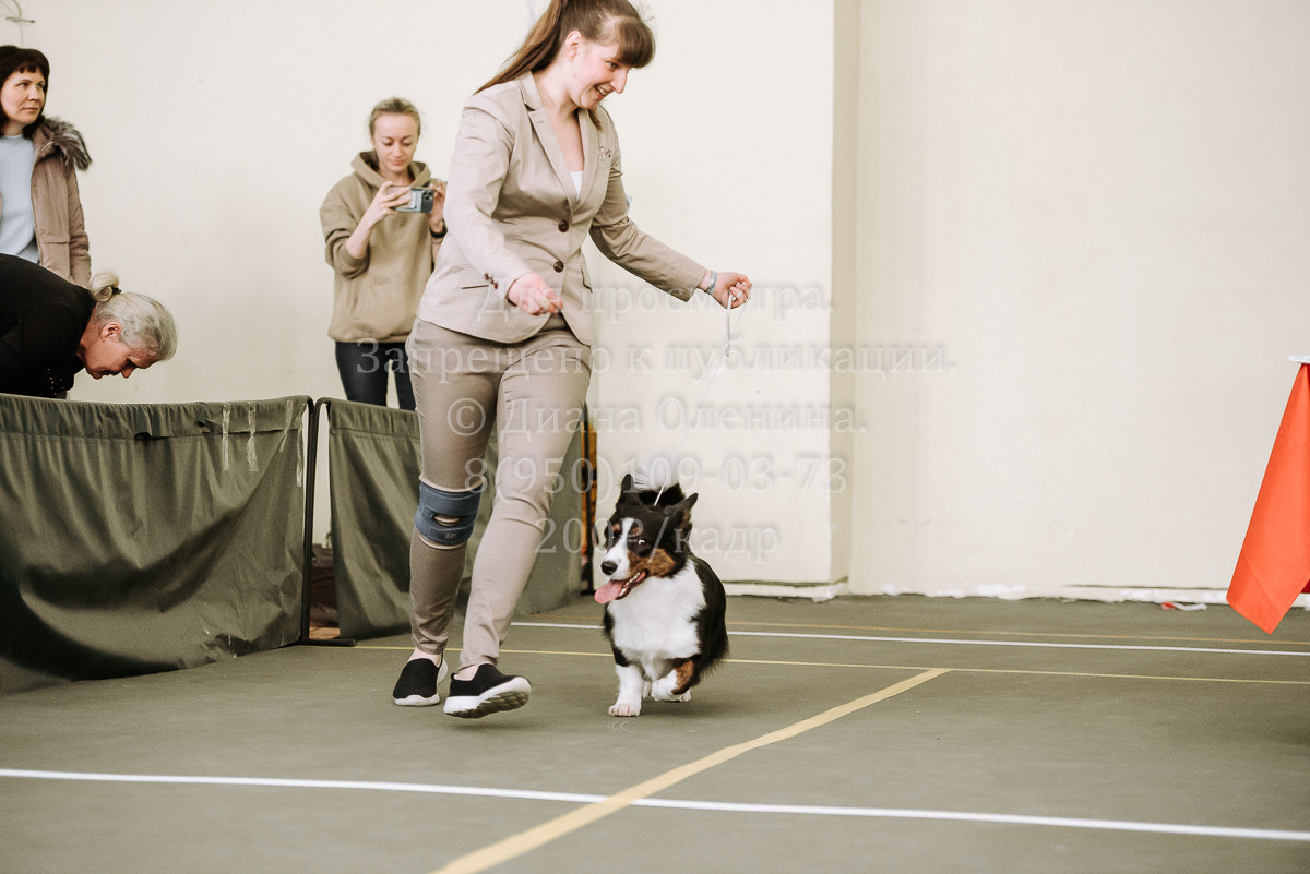 26.03.2022 Выставка собак г. Братск Континенталь. Фотограф Диана Оленина Красноярск / Братск