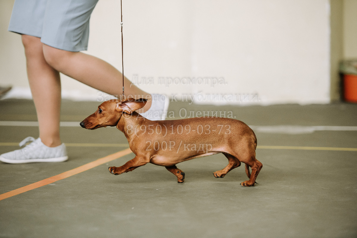 26.03.2022 Выставка собак г. Братск Континенталь. Фотограф Диана Оленина Красноярск / Братск