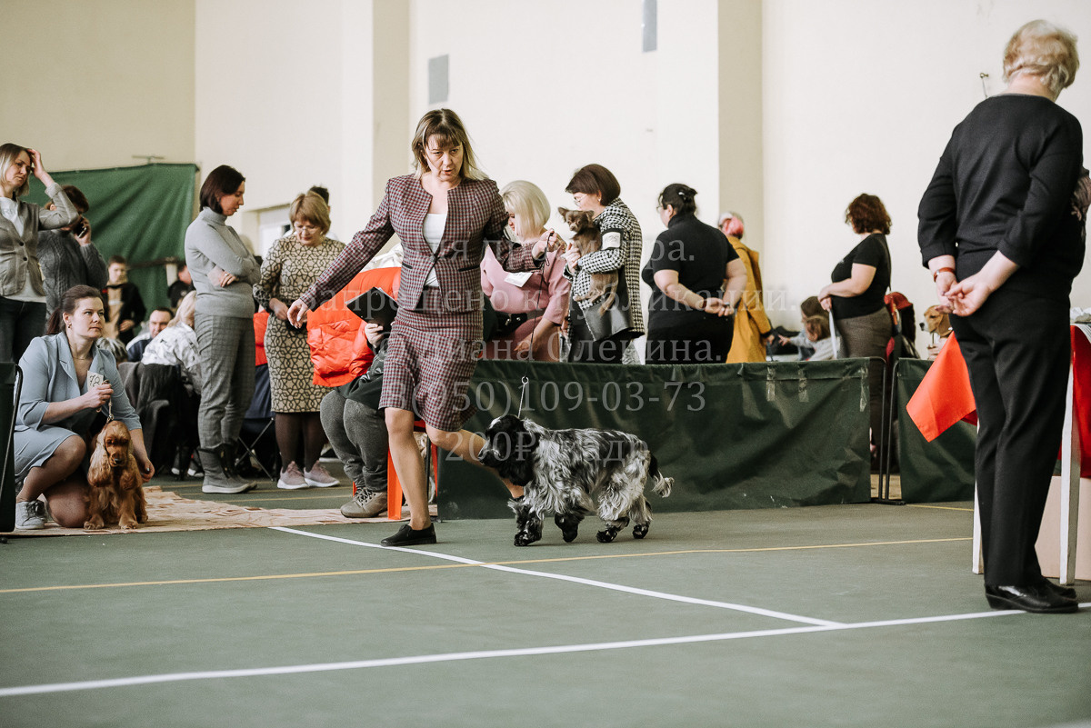 26.03.2022 Выставка собак г. Братск Континенталь. Фотограф Диана Оленина Красноярск / Братск