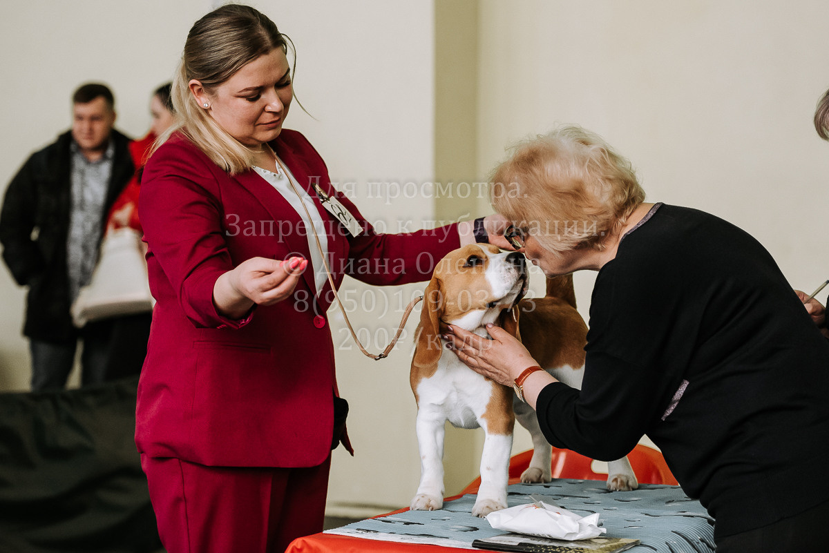 26.03.2022 Выставка собак г. Братск Континенталь. Фотограф Диана Оленина Красноярск / Братск