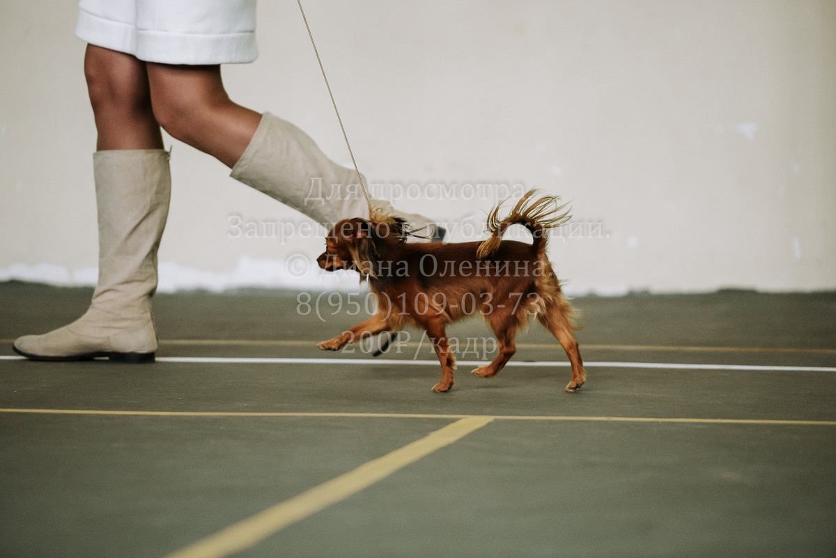 26.03.2022 Выставка собак г. Братск Континенталь. Фотограф Диана Оленина Красноярск / Братск