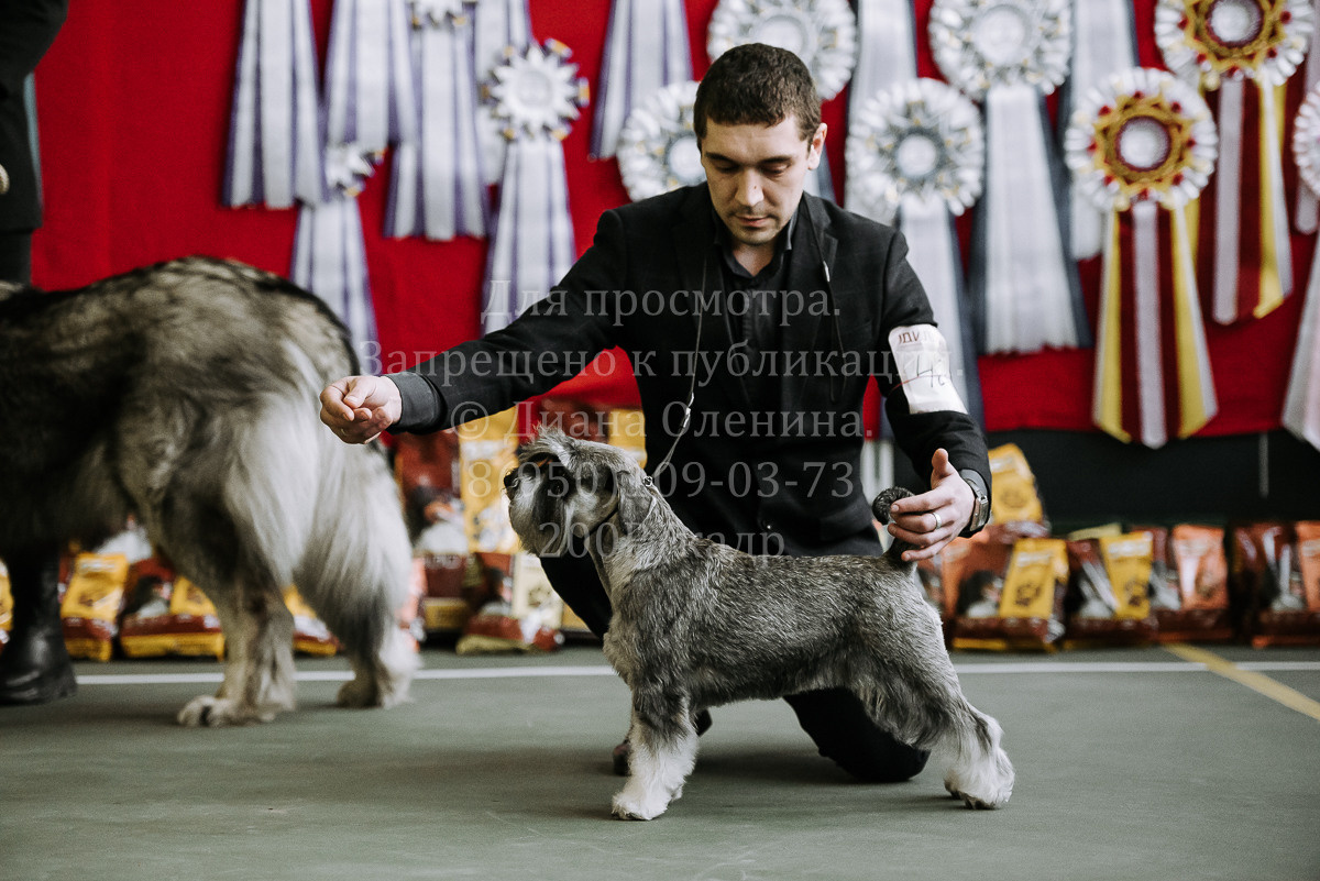 26.03.2022 Выставка собак г. Братск Континенталь. Фотограф Диана Оленина Красноярск / Братск