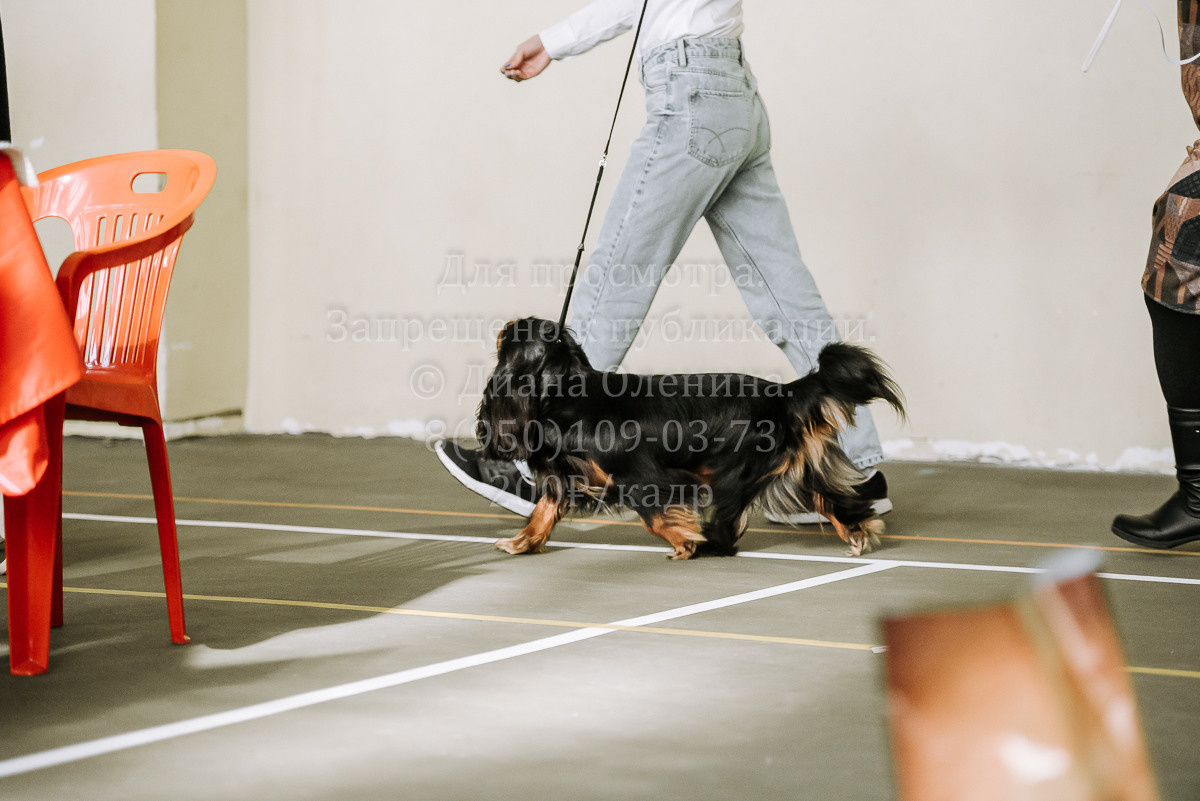 26.03.2022 Выставка собак г. Братск Континенталь. Фотограф Диана Оленина Красноярск / Братск
