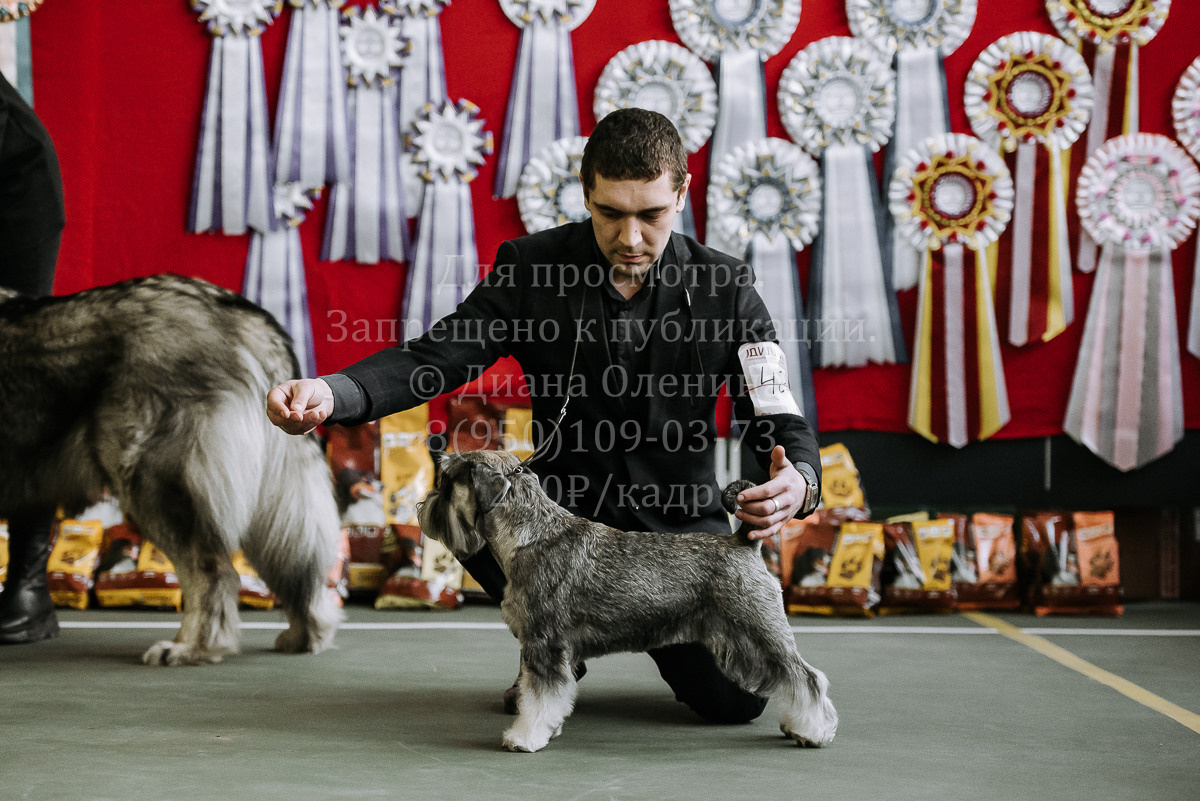 26.03.2022 Выставка собак г. Братск Континенталь. Фотограф Диана Оленина Красноярск / Братск