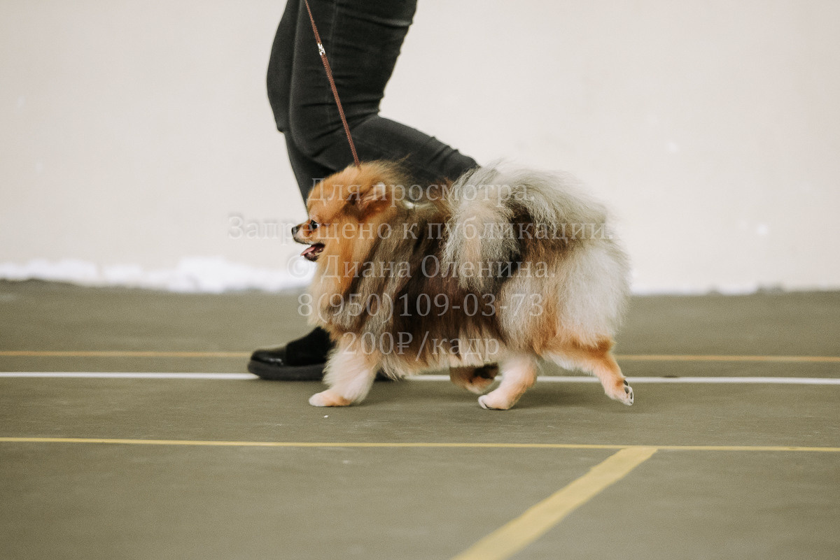 26.03.2022 Выставка собак г. Братск Континенталь. Фотограф Диана Оленина Красноярск / Братск