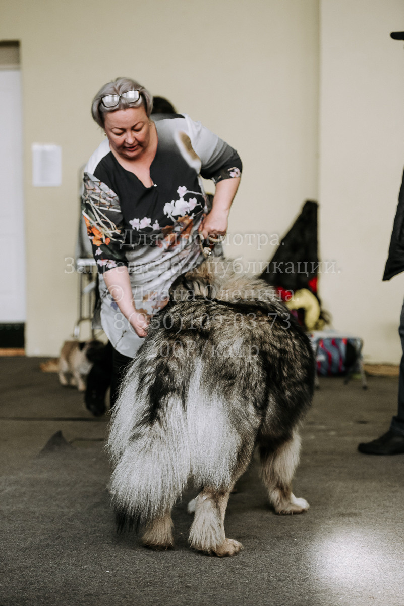 26.03.2022 Выставка собак г. Братск Континенталь. Фотограф Диана Оленина Красноярск / Братск