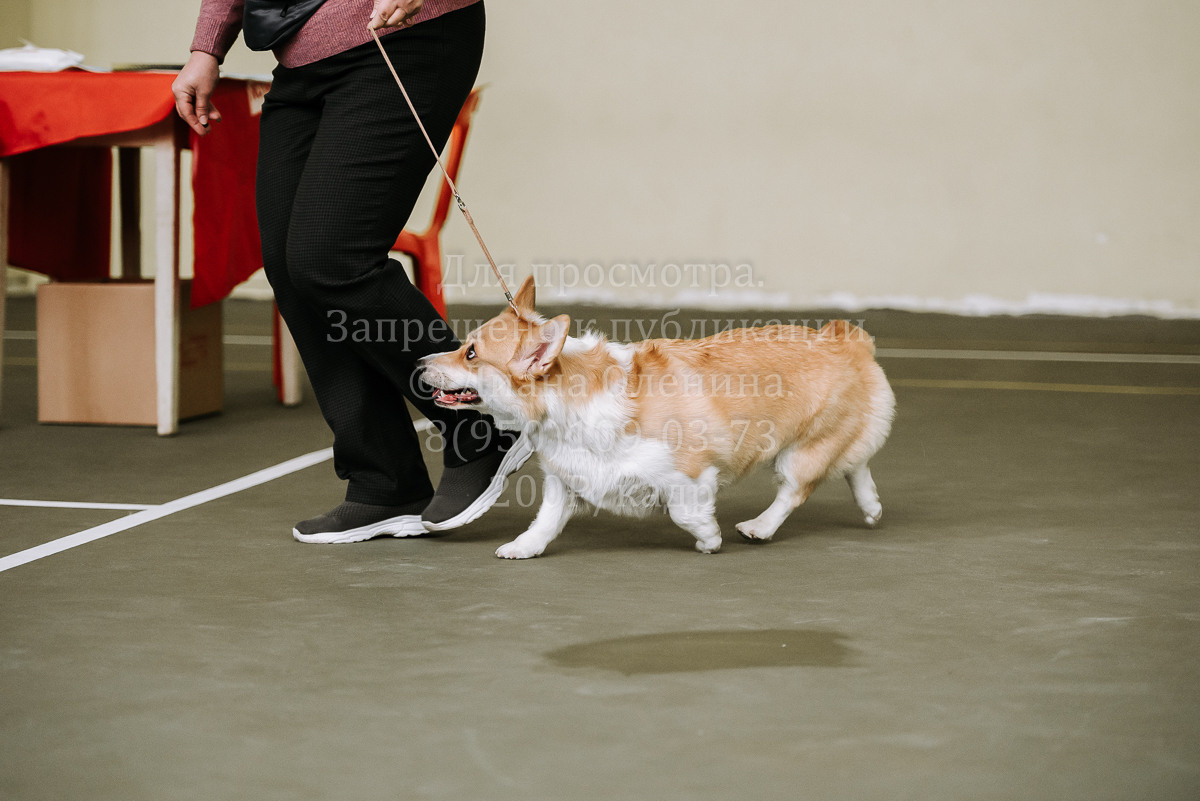 26.03.2022 Выставка собак г. Братск Континенталь. Фотограф Диана Оленина Красноярск / Братск