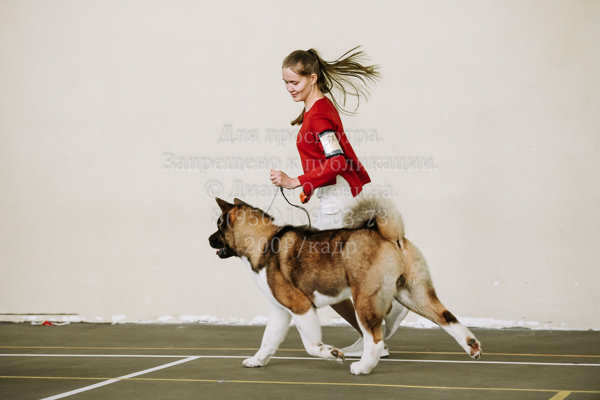 26.03.2022 Выставка собак г. Братск Континенталь. Фотограф Диана Оленина Красноярск / Братск