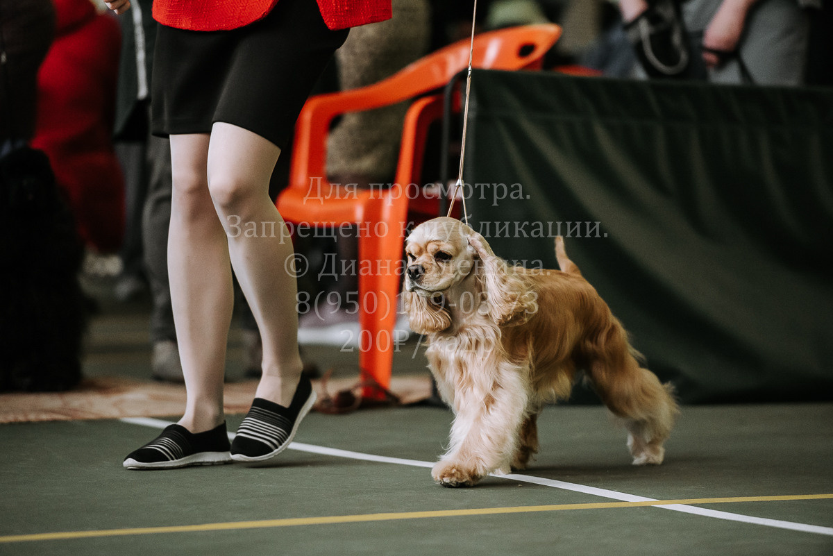 26.03.2022 Выставка собак г. Братск Континенталь. Фотограф Диана Оленина Красноярск / Братск