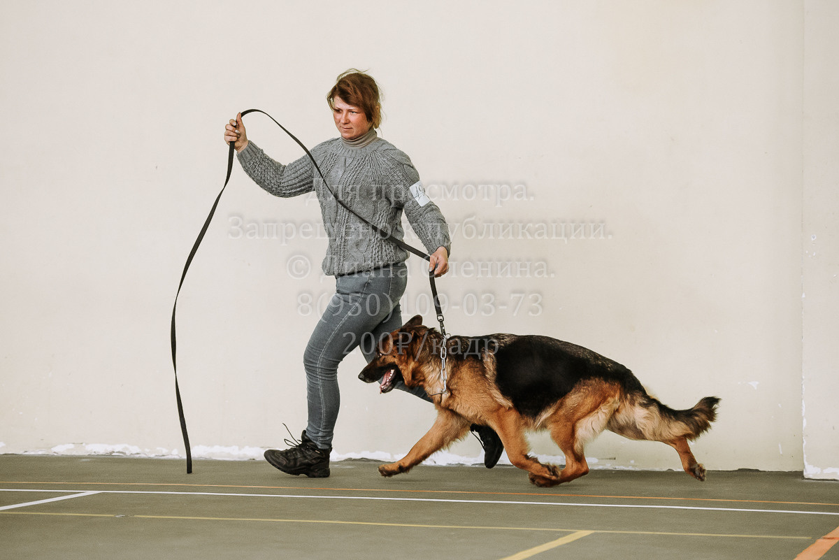 26.03.2022 Выставка собак г. Братск Континенталь. Фотограф Диана Оленина Красноярск / Братск