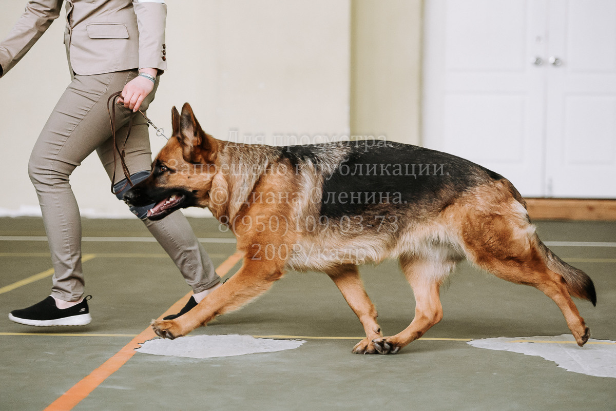 26.03.2022 Выставка собак г. Братск Континенталь. Фотограф Диана Оленина Красноярск / Братск