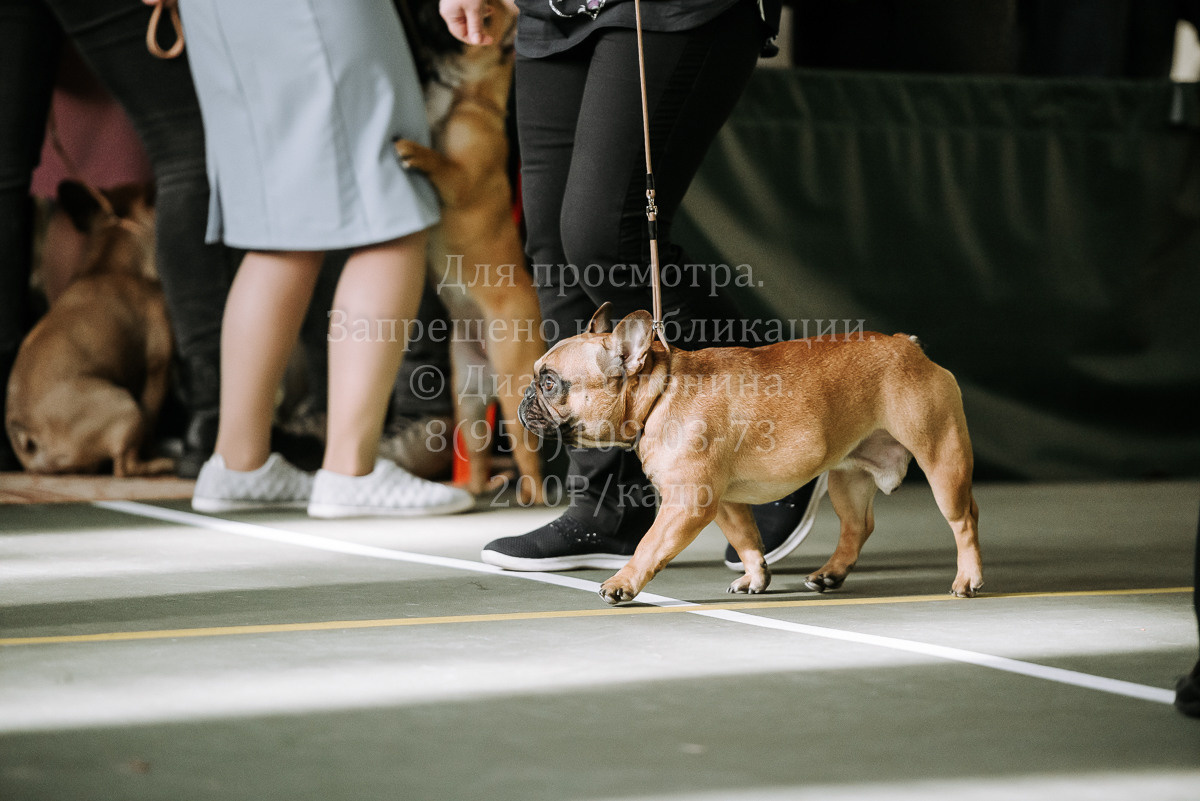 26.03.2022 Выставка собак г. Братск Континенталь. Фотограф Диана Оленина Красноярск / Братск
