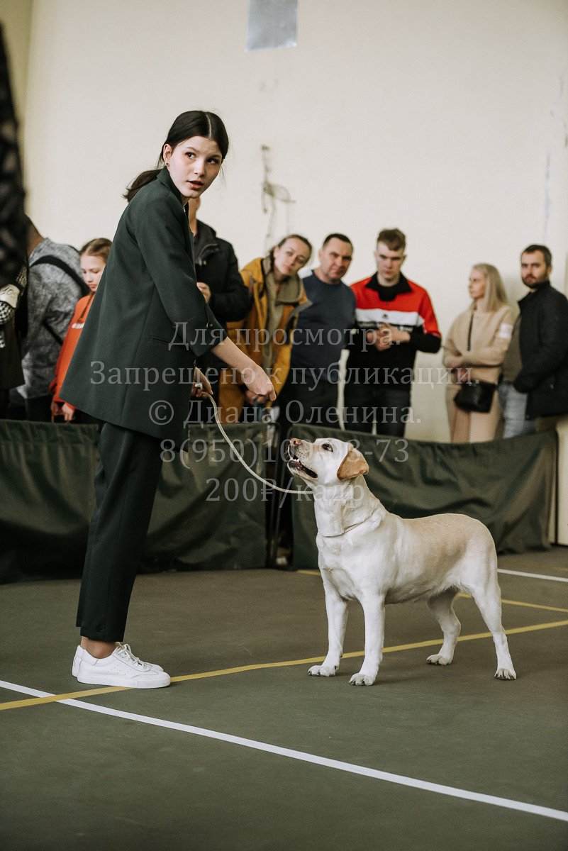 26.03.2022 Выставка собак г. Братск Континенталь. Фотограф Диана Оленина Красноярск / Братск