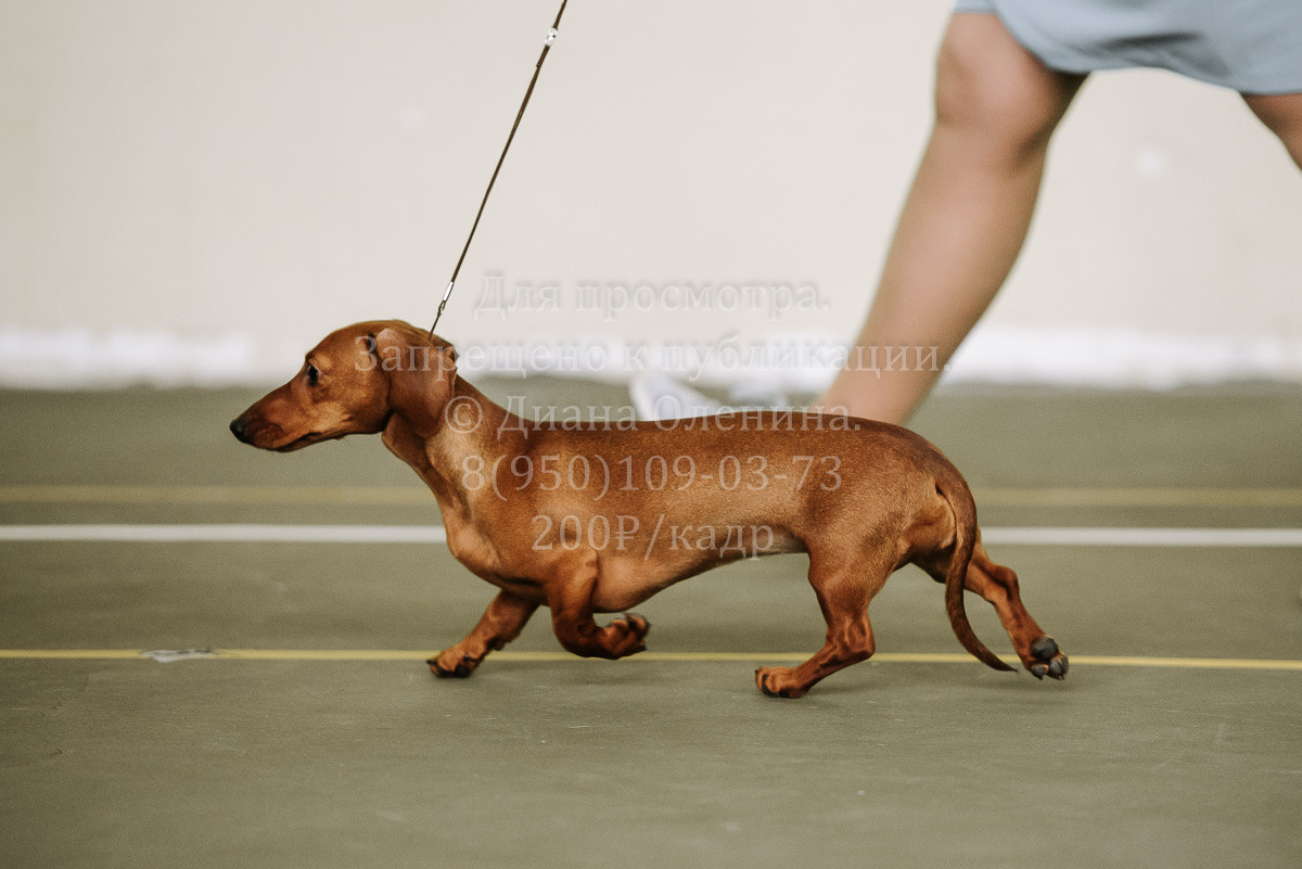 26.03.2022 Выставка собак г. Братск Континенталь. Фотограф Диана Оленина Красноярск / Братск