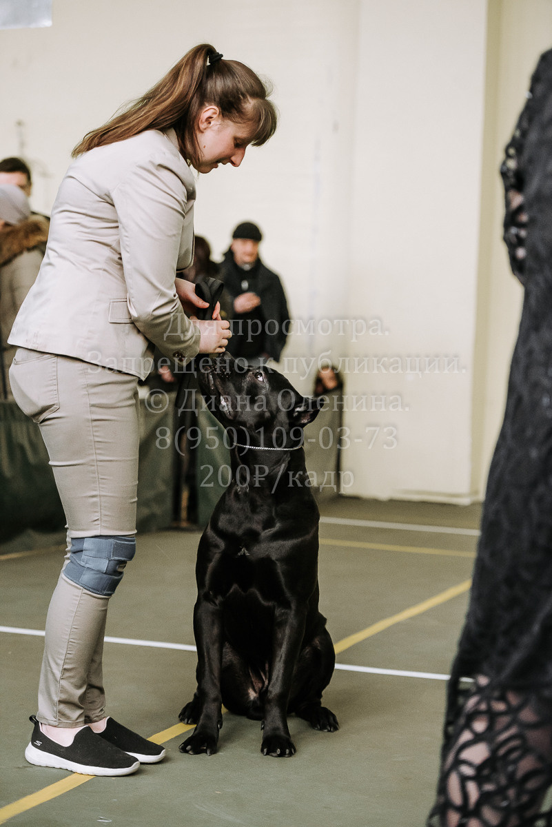 26.03.2022 Выставка собак г. Братск Континенталь. Фотограф Диана Оленина Красноярск / Братск