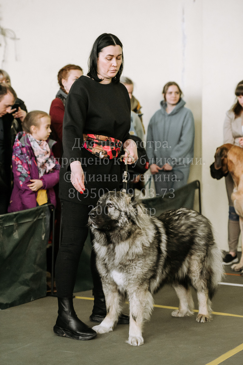 26.03.2022 Выставка собак г. Братск Континенталь. Фотограф Диана Оленина Красноярск / Братск