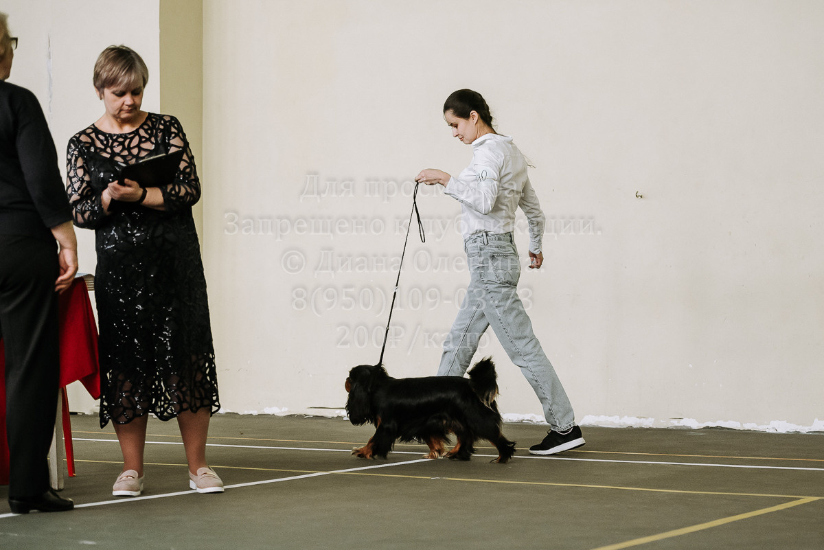 26.03.2022 Выставка собак г. Братск Континенталь. Фотограф Диана Оленина Красноярск / Братск