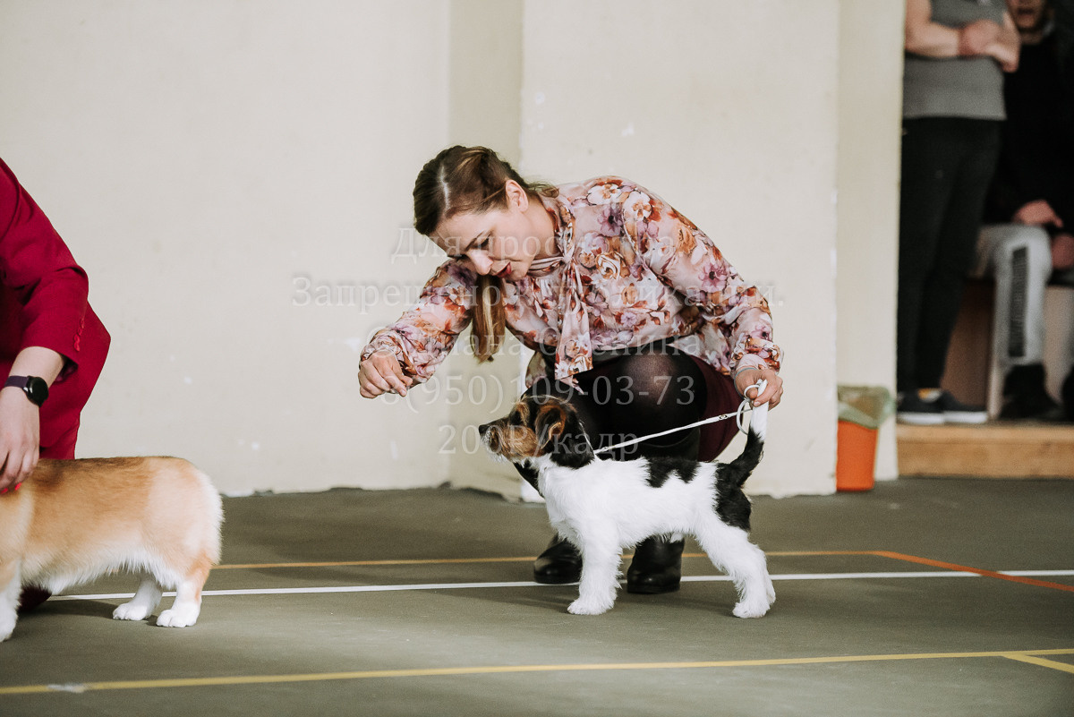 26.03.2022 Выставка собак г. Братск Континенталь. Фотограф Диана Оленина Красноярск / Братск