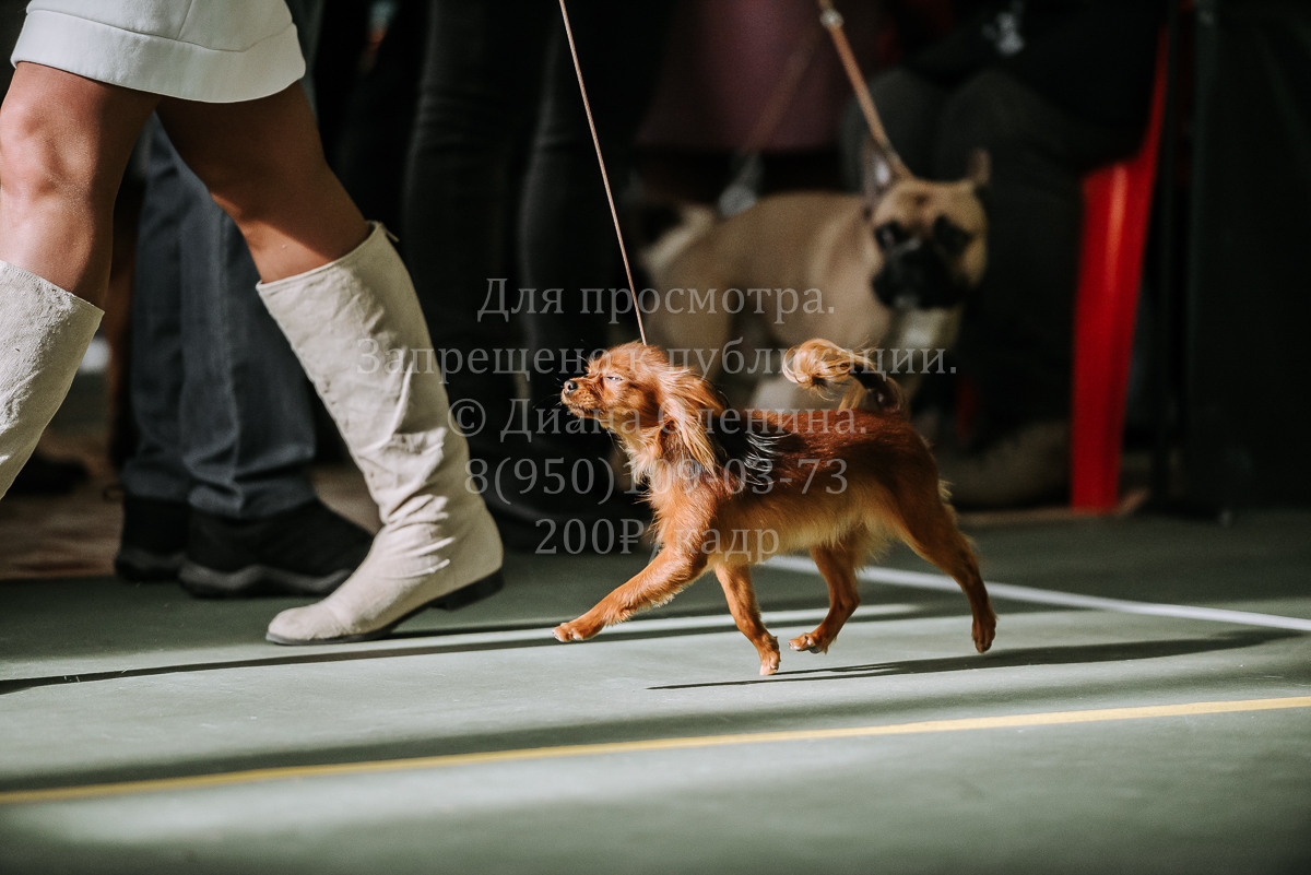26.03.2022 Выставка собак г. Братск Континенталь. Фотограф Диана Оленина Красноярск / Братск