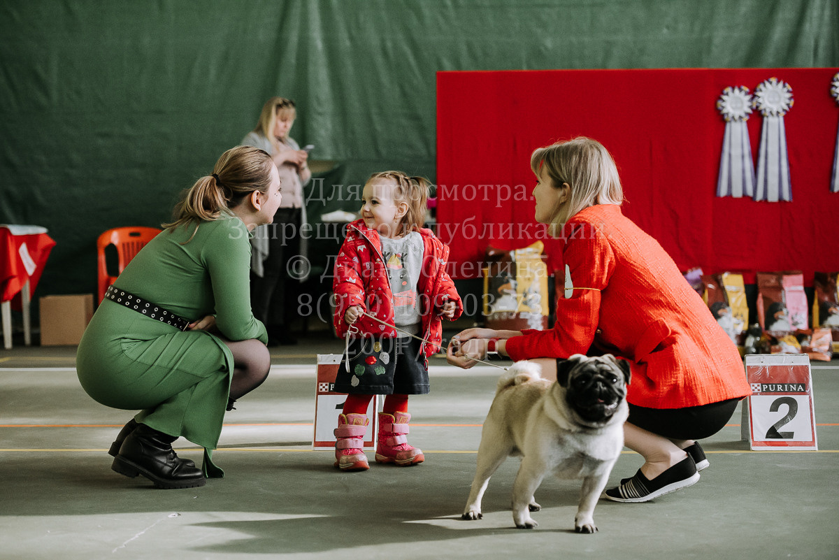 26.03.2022 Выставка собак г. Братск Континенталь. Фотограф Диана Оленина Красноярск / Братск