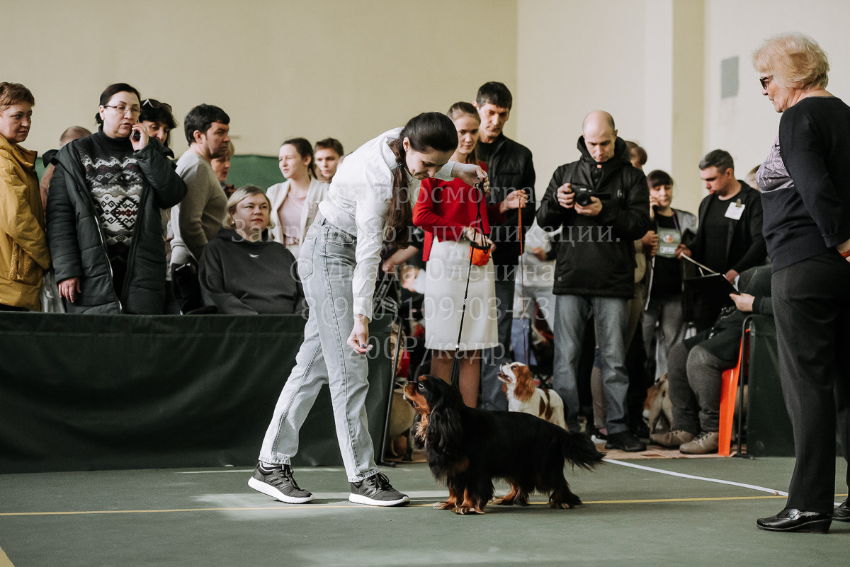 26.03.2022 Выставка собак г. Братск Континенталь. Фотограф Диана Оленина Красноярск / Братск