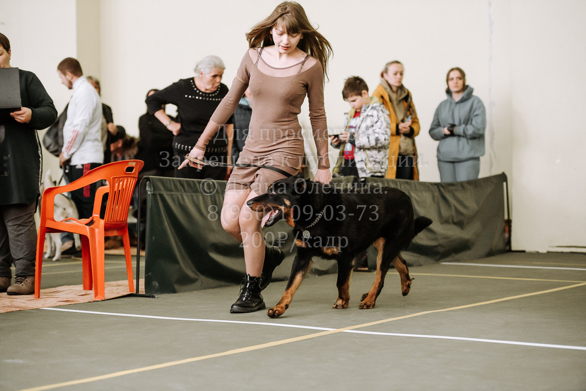 26.03.2022 Выставка собак г. Братск Континенталь. Фотограф Диана Оленина Красноярск / Братск