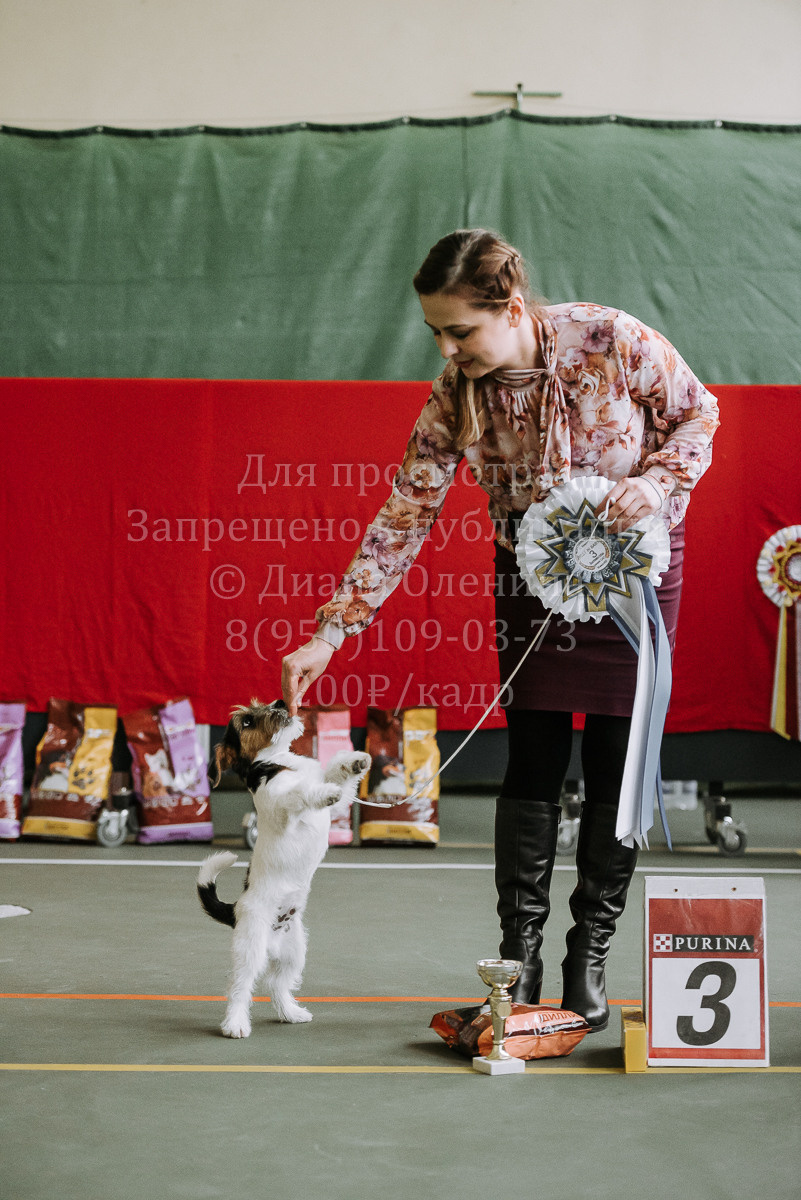 26.03.2022 Выставка собак г. Братск Континенталь. Фотограф Диана Оленина Красноярск / Братск