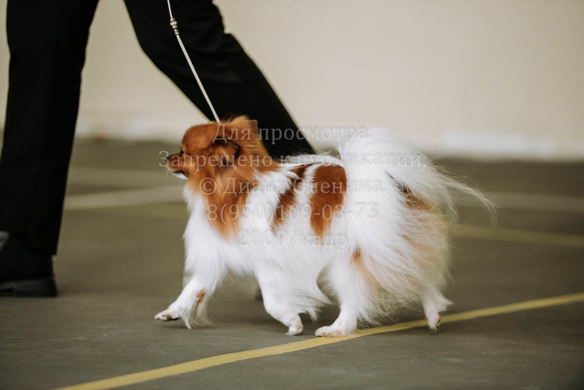 26.03.2022 Выставка собак г. Братск Континенталь. Фотограф Диана Оленина Красноярск / Братск