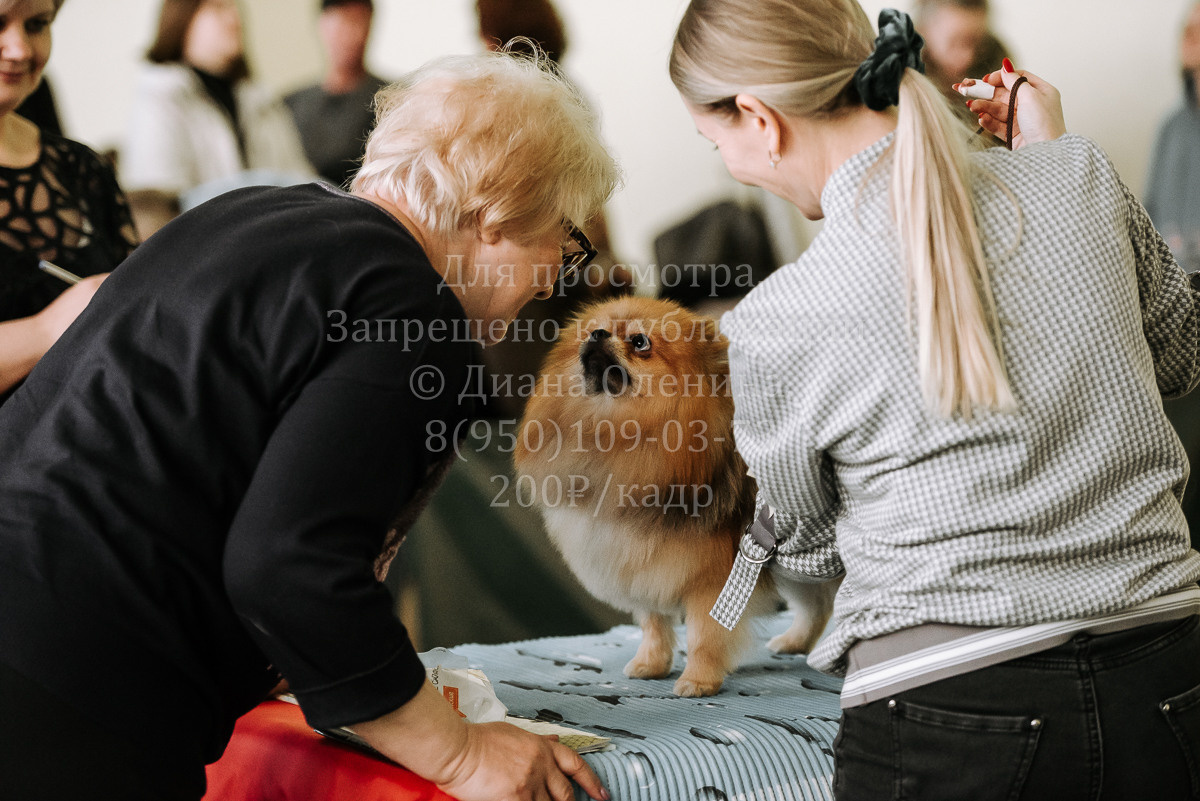 26.03.2022 Выставка собак г. Братск Континенталь. Фотограф Диана Оленина Красноярск / Братск