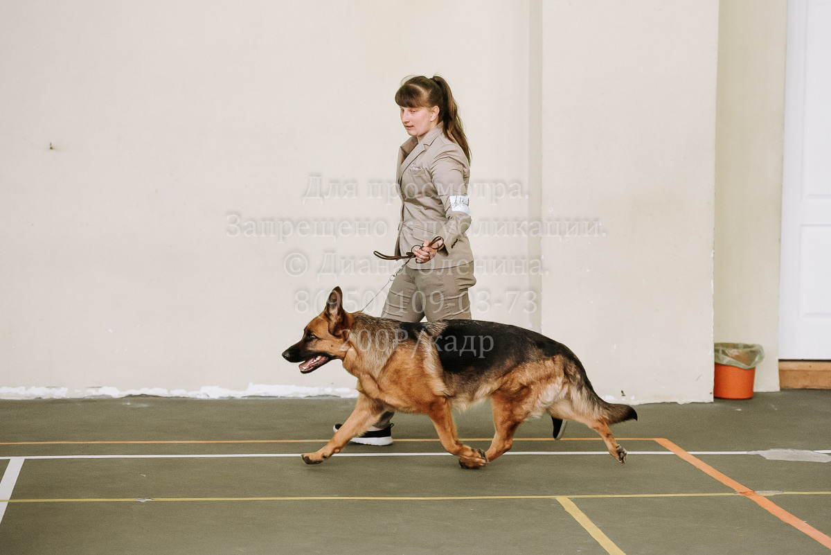 26.03.2022 Выставка собак г. Братск Континенталь. Фотограф Диана Оленина Красноярск / Братск