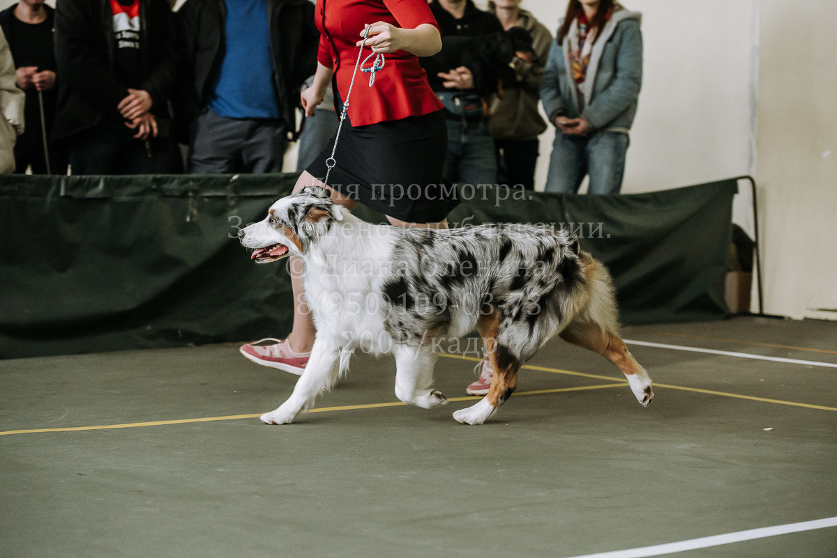 26.03.2022 Выставка собак г. Братск Континенталь. Фотограф Диана Оленина Красноярск / Братск