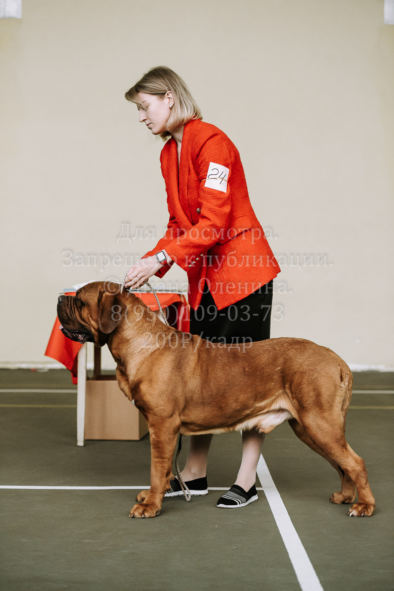 26.03.2022 Выставка собак г. Братск Континенталь. Фотограф Диана Оленина Красноярск / Братск
