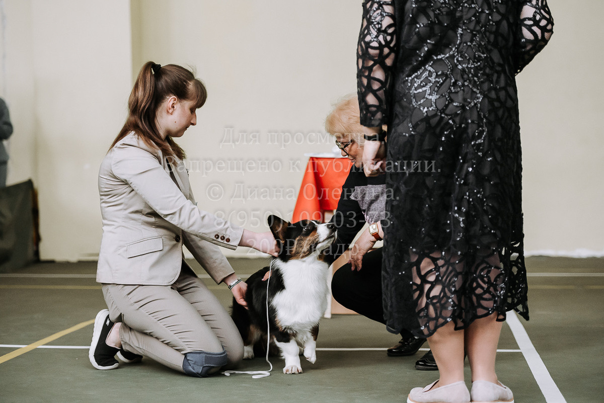 26.03.2022 Выставка собак г. Братск Континенталь. Фотограф Диана Оленина Красноярск / Братск