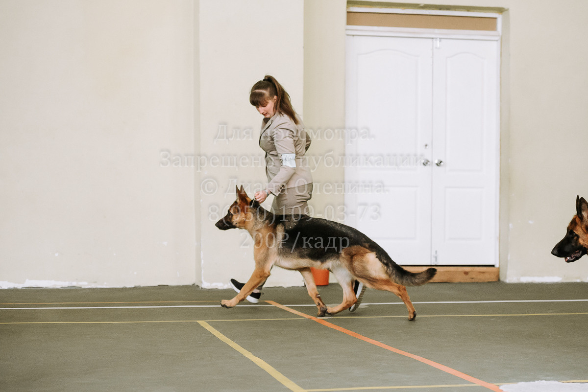 26.03.2022 Выставка собак г. Братск Континенталь. Фотограф Диана Оленина Красноярск / Братск