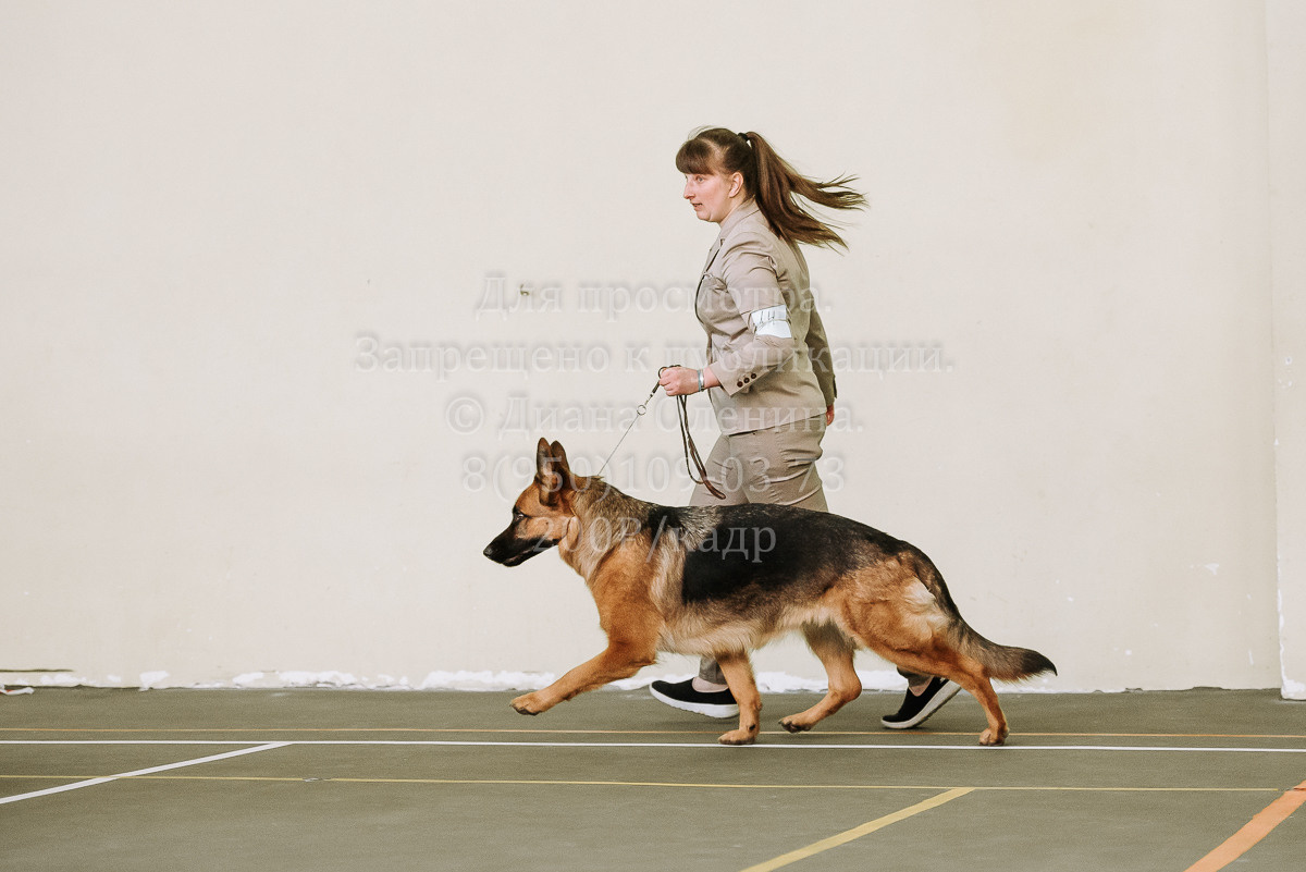 26.03.2022 Выставка собак г. Братск Континенталь. Фотограф Диана Оленина Красноярск / Братск