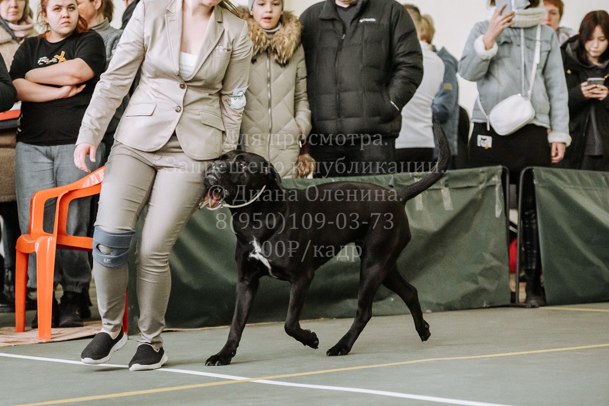 26.03.2022 Выставка собак г. Братск Континенталь. Фотограф Диана Оленина Красноярск / Братск