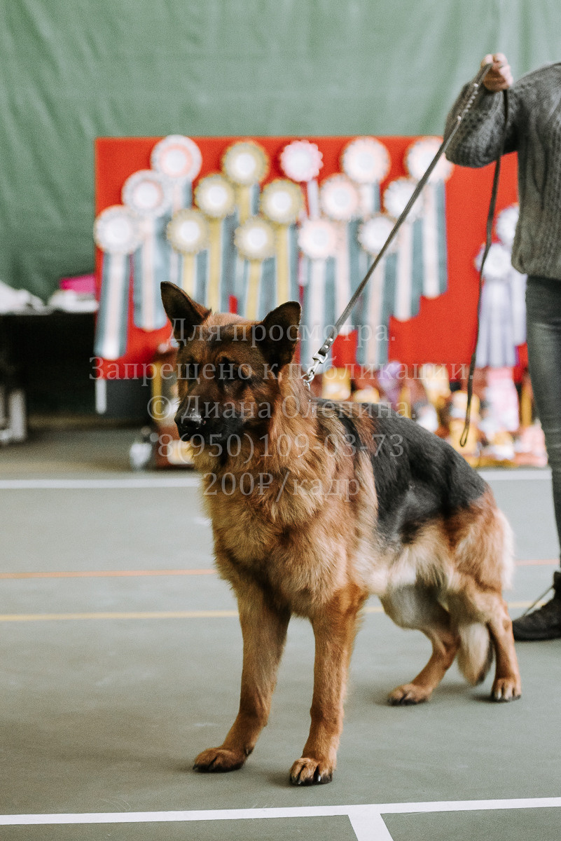 26.03.2022 Выставка собак г. Братск Континенталь. Фотограф Диана Оленина Красноярск / Братск