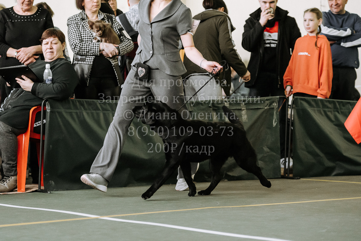 26.03.2022 Выставка собак г. Братск Континенталь. Фотограф Диана Оленина Красноярск / Братск