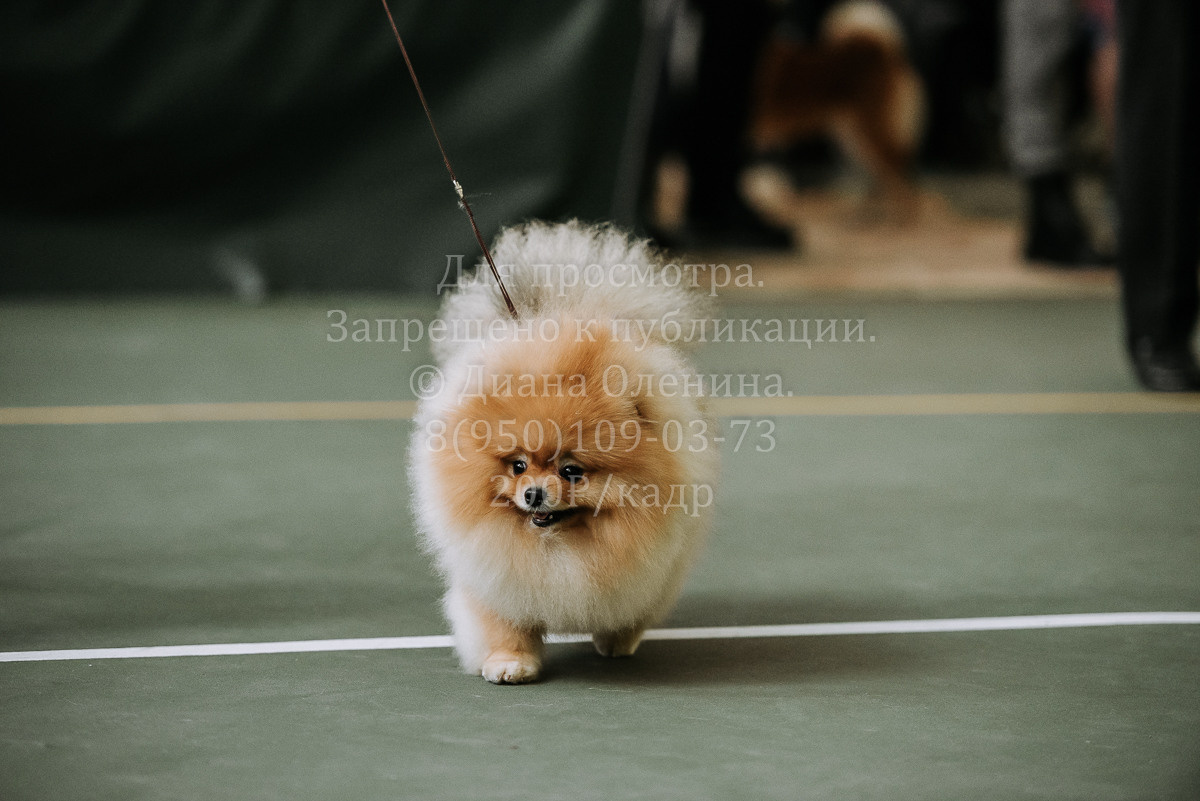 26.03.2022 Выставка собак г. Братск Континенталь. Фотограф Диана Оленина Красноярск / Братск