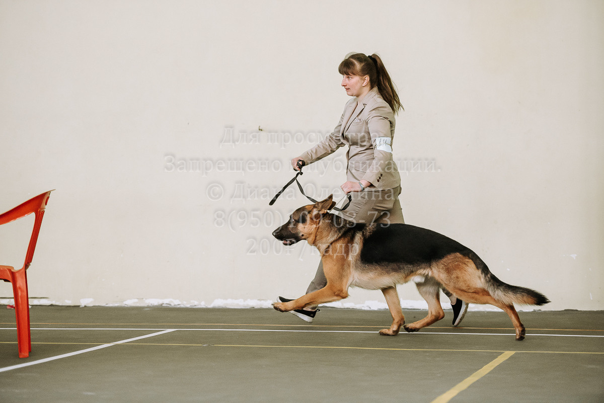 26.03.2022 Выставка собак г. Братск Континенталь. Фотограф Диана Оленина Красноярск / Братск