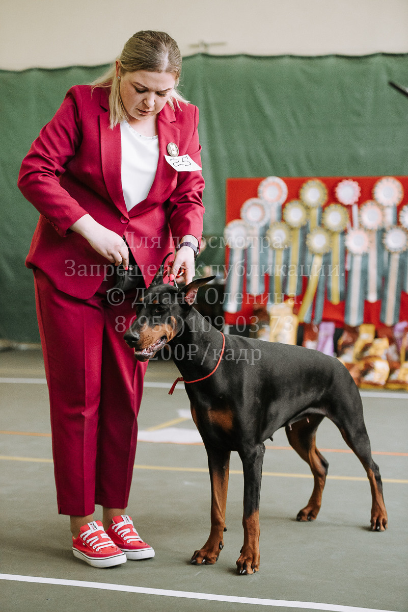 26.03.2022 Выставка собак г. Братск Континенталь. Фотограф Диана Оленина Красноярск / Братск