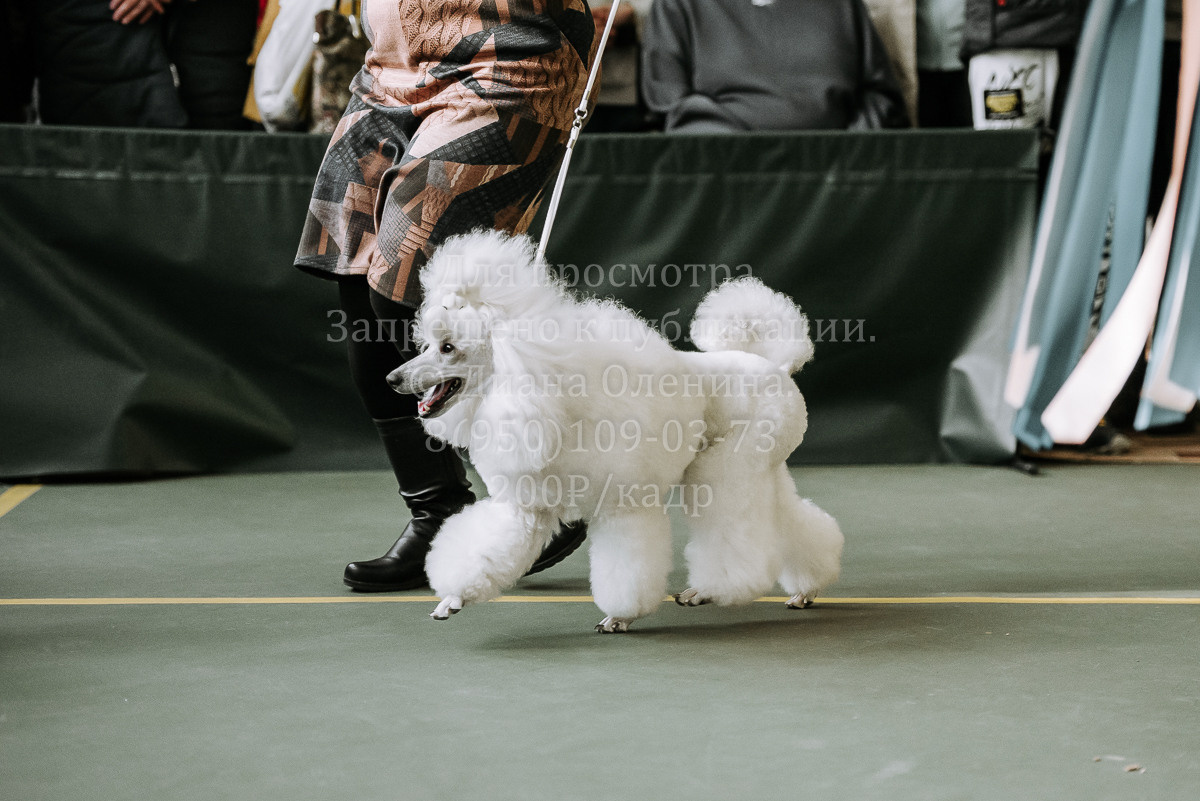 26.03.2022 Выставка собак г. Братск Континенталь. Фотограф Диана Оленина Красноярск / Братск