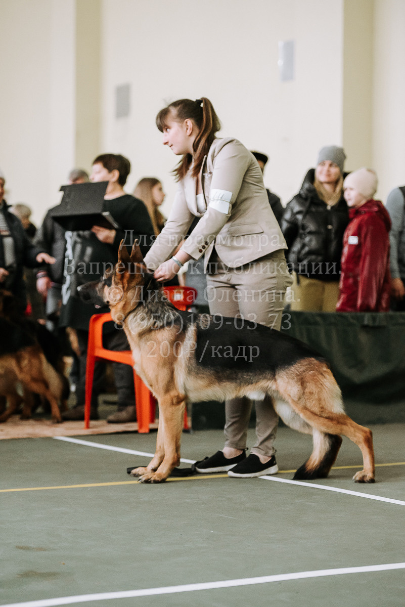 26.03.2022 Выставка собак г. Братск Континенталь. Фотограф Диана Оленина Красноярск / Братск