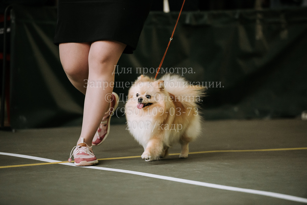26.03.2022 Выставка собак г. Братск Континенталь. Фотограф Диана Оленина Красноярск / Братск