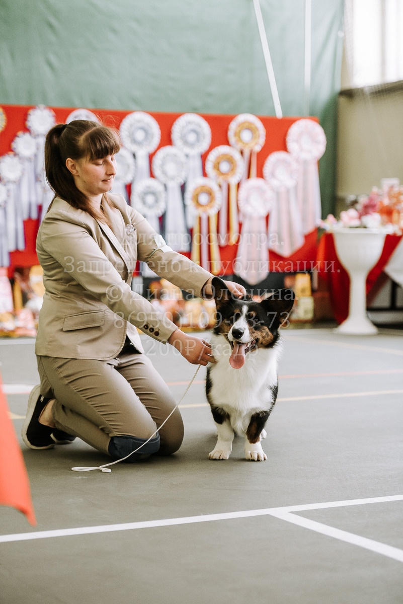 26.03.2022 Выставка собак г. Братск Континенталь. Фотограф Диана Оленина Красноярск / Братск