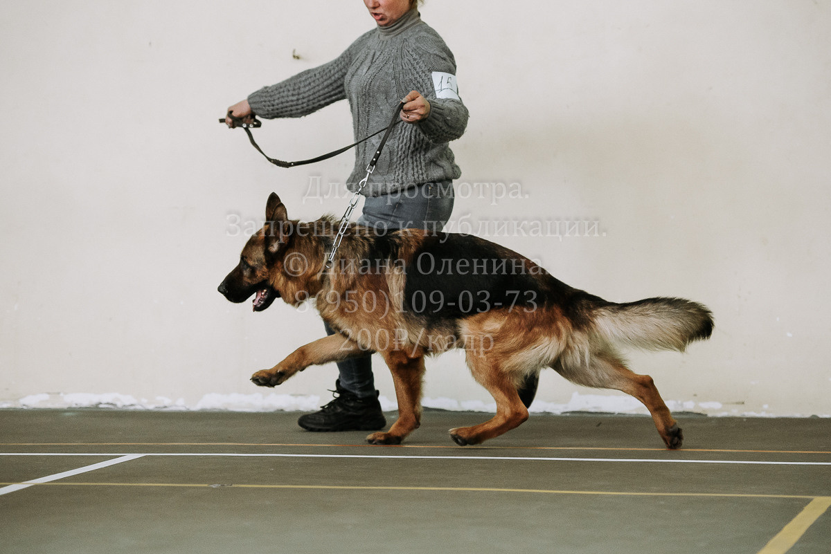 26.03.2022 Выставка собак г. Братск Континенталь. Фотограф Диана Оленина Красноярск / Братск