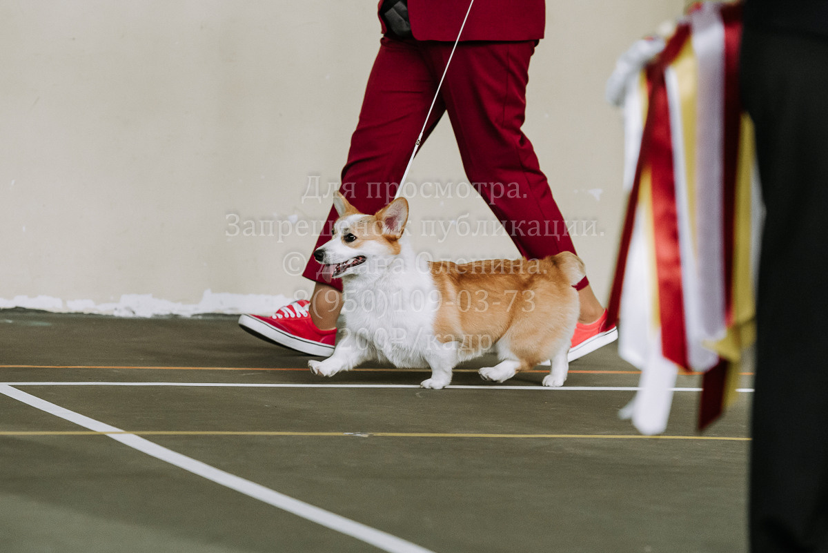 26.03.2022 Выставка собак г. Братск Континенталь. Фотограф Диана Оленина Красноярск / Братск