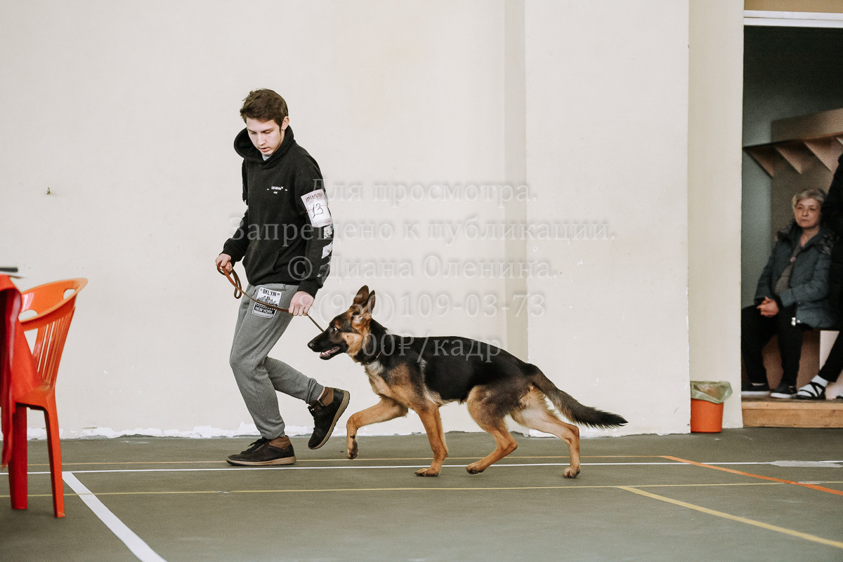 26.03.2022 Выставка собак г. Братск Континенталь. Фотограф Диана Оленина Красноярск / Братск