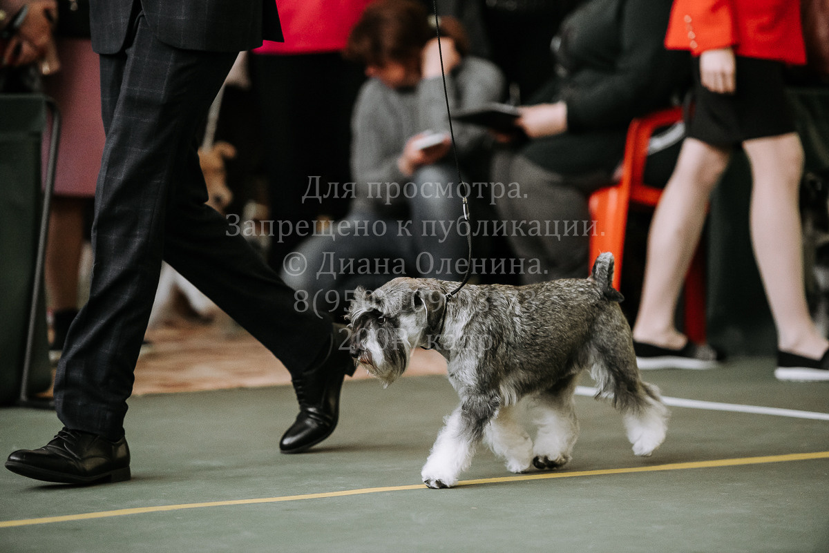 26.03.2022 Выставка собак г. Братск Континенталь. Фотограф Диана Оленина Красноярск / Братск