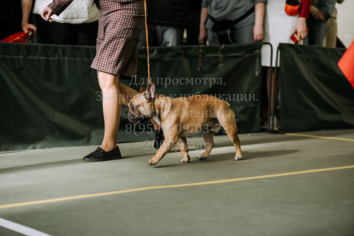 26.03.2022 Выставка собак г. Братск Континенталь. Фотограф Диана Оленина Красноярск / Братск